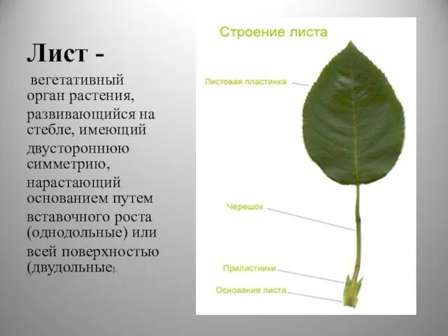 Лист - вегетативный орган растения, развивающийся на стебле, имеющий двустороннюю симметрию, нарастающий