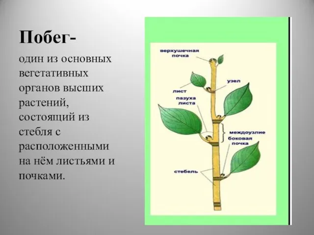 Побег- один из основных вегетативных органов высших растений, состоящий из стебля с