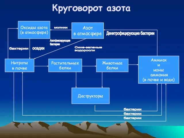 Нитраты в почве Растительные белки Животные белки Аммиак и ионы аммония (в