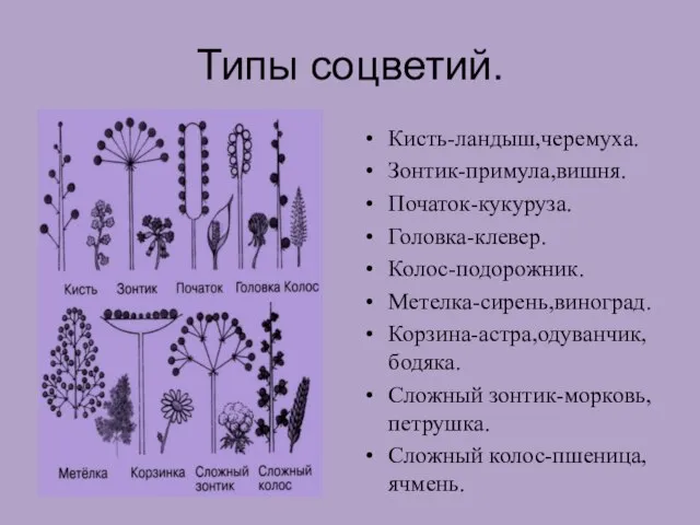 Типы соцветий. Кисть-ландыш,черемуха. Зонтик-примула,вишня. Початок-кукуруза. Головка-клевер. Колос-подорожник. Метелка-сирень,виноград. Корзина-астра,одуванчик,бодяка. Сложный зонтик-морковь,петрушка. Сложный колос-пшеница,ячмень.