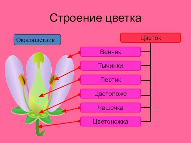 Строение цветка Околоцветник