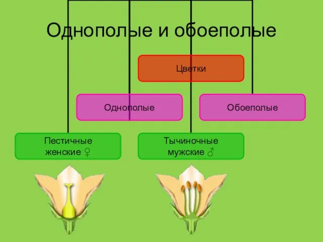 Однополые и обоеполые