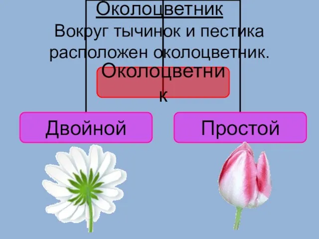 Околоцветник Вокруг тычинок и пестика расположен околоцветник.