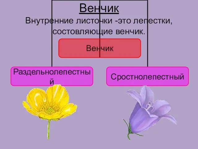 Венчик Внутренние листочки -это лепестки, состовляющие венчик.