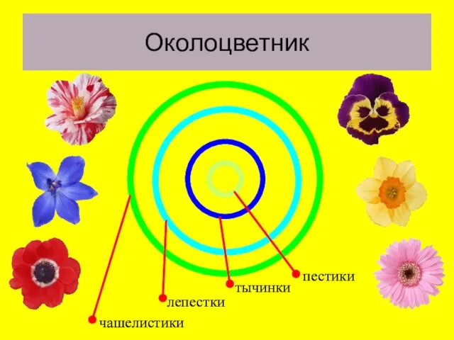 Околоцветник