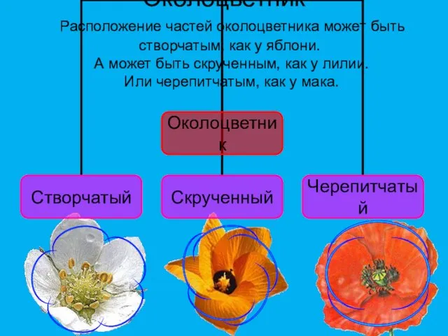 Околоцветник Расположение частей околоцветника может быть створчатым, как у яблони. А может