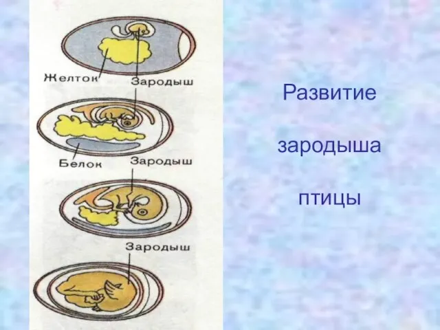 Развитие зародыша птицы