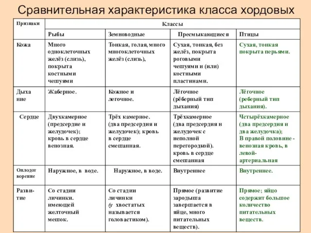 Сравнительная характеристика класса хордовых