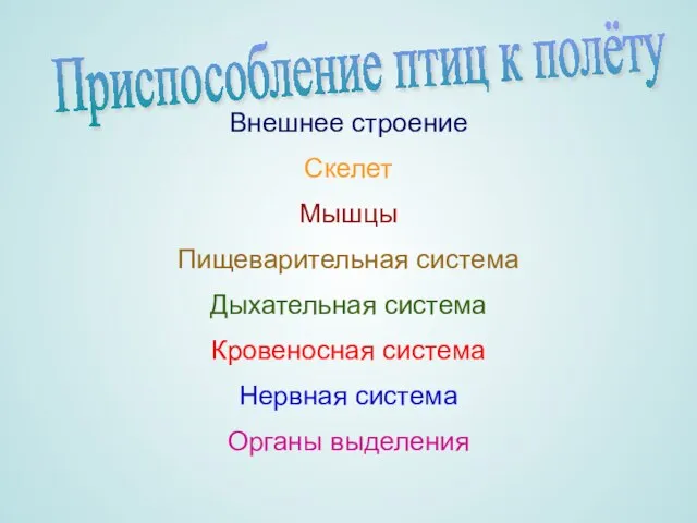 Органы выделения Нервная система Кровеносная система Дыхательная система Пищеварительная система Мышцы Скелет