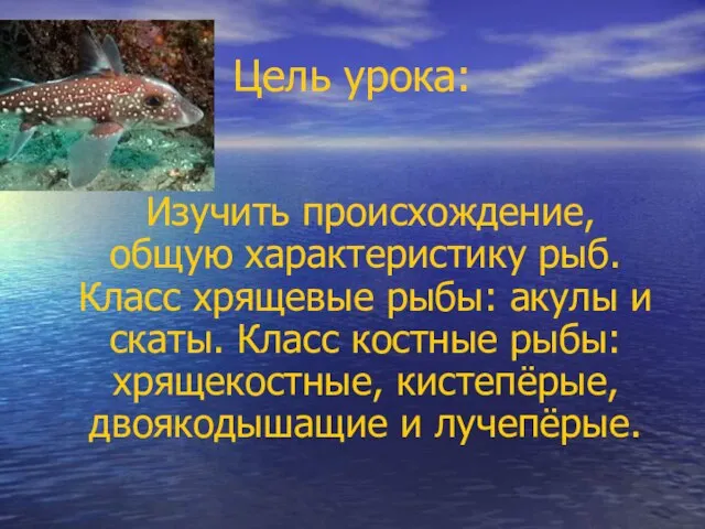 Цель урока: Изучить происхождение, общую характеристику рыб. Класс хрящевые рыбы: акулы и