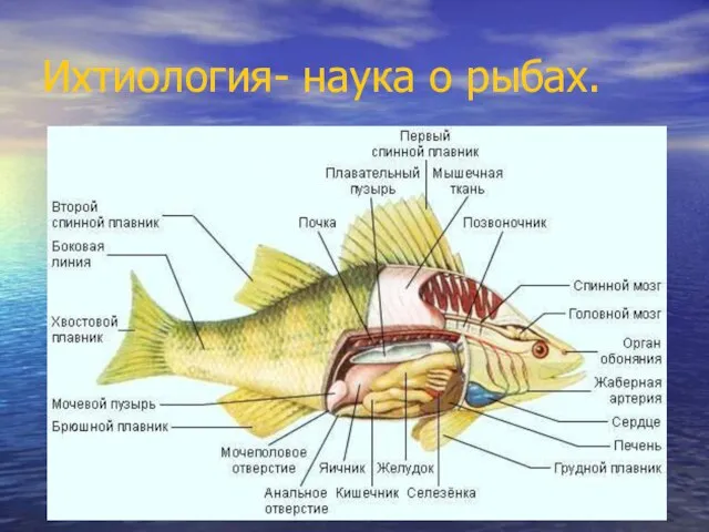 Ихтиология- наука о рыбах.