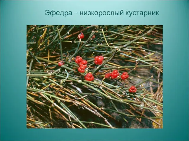 Эфедра – низкорослый кустарник