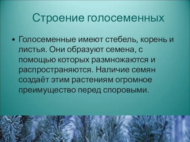 Строение голосеменных Голосеменные имеют стебель, корень и листья. Они образуют семена, с