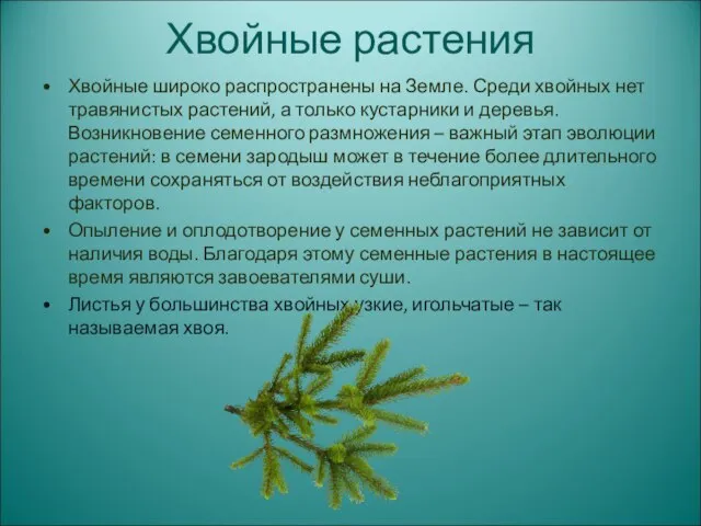 Хвойные растения Хвойные широко распространены на Земле. Среди хвойных нет травянистых растений,