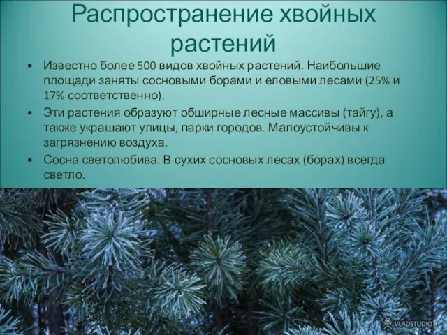 Распространение хвойных растений Известно более 500 видов хвойных растений. Наибольшие площади заняты