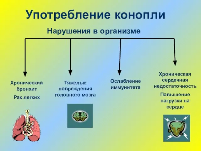 Употребление конопли Хронический бронхит Рак легких Нарушения в организме Хроническая сердечная недостаточность