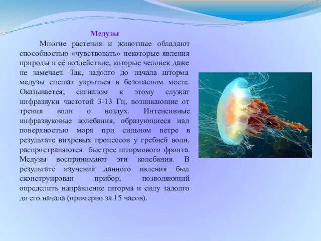 Медузы Многие растения и животные обладают способностью «чувствовать» некоторые явления природы и