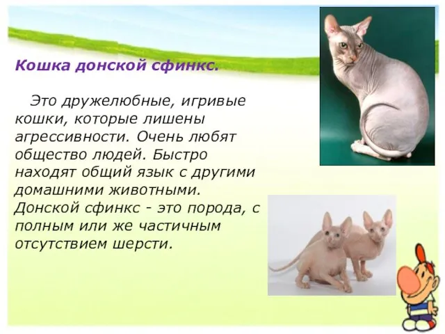 Кошка донской сфинкс. Это дружелюбные, игривые кошки, которые лишены агрессивности. Очень любят