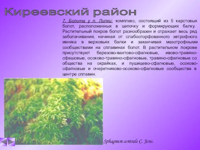 Киреевский район 7. Болота у п. Липки: комплекс, состоящий из 5 карстовых