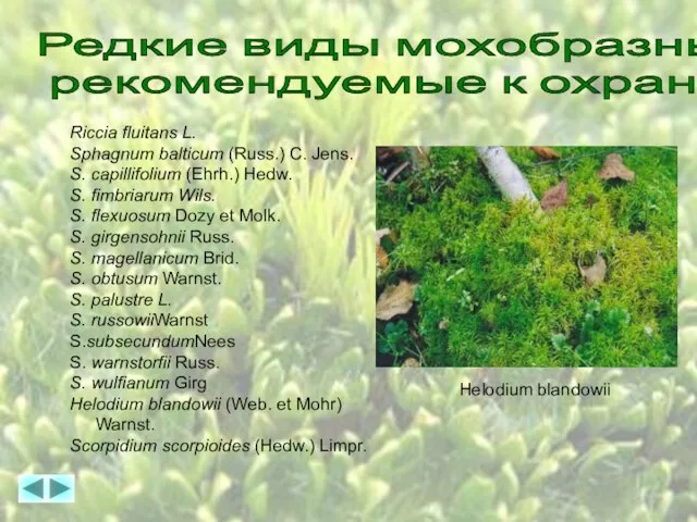 Редкие виды мохобразных, рекомендуемые к охране Riccia fluitans L. Sphagnum balticum (Russ.)