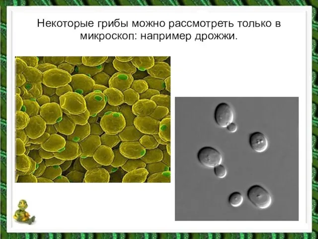 Некоторые грибы можно рассмотреть только в микроскоп: например дрожжи.