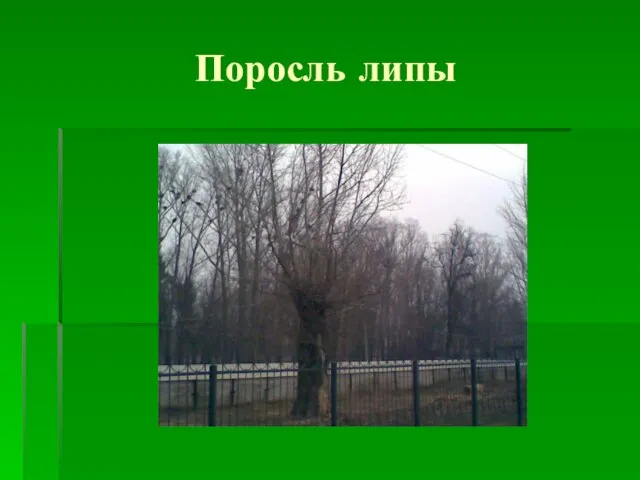 Поросль липы