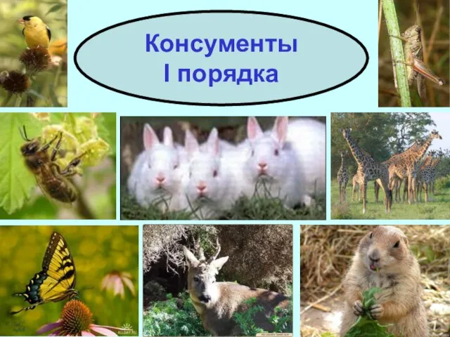 Консументы I порядка