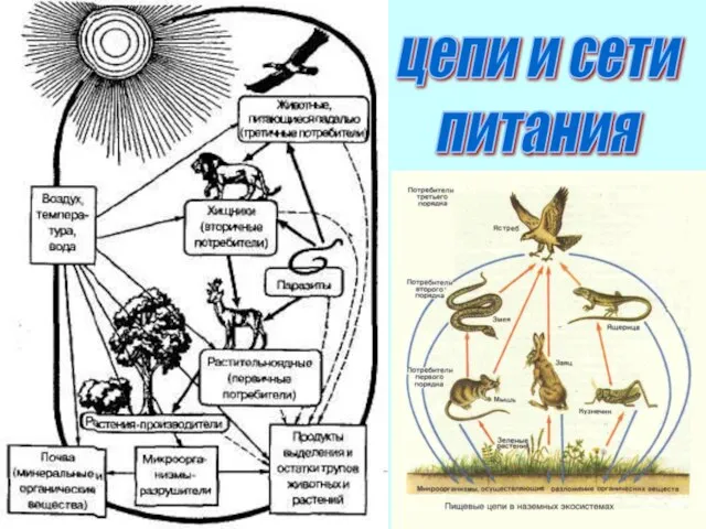 цепи и сети питания