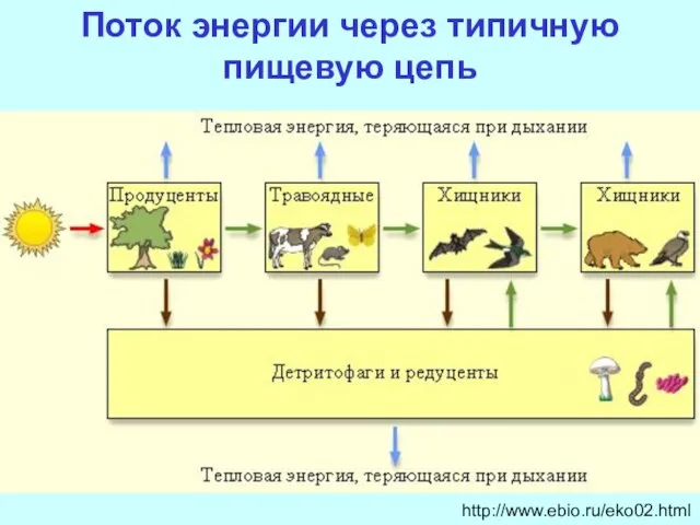 http://www.ebio.ru/eko02.html Поток энергии через типичную пищевую цепь