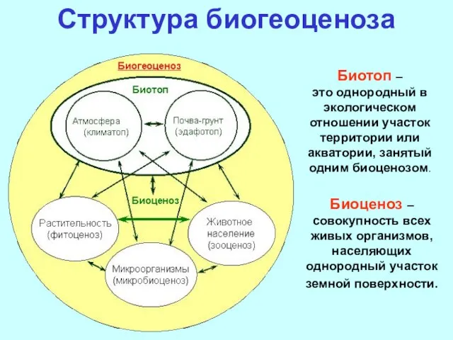 Структура биогеоценоза Биотоп – это однородный в экологическом отношении участок территории или