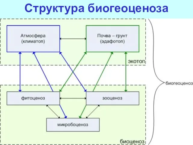 Структура биогеоценоза