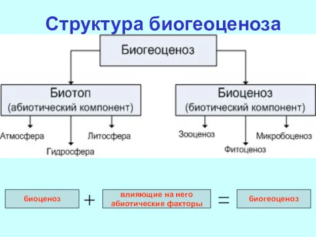 Структура биогеоценоза биоценоз влияющие на него абиотические факторы биогеоценоз