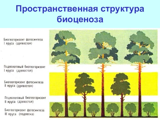 Пространственная структура биоценоза