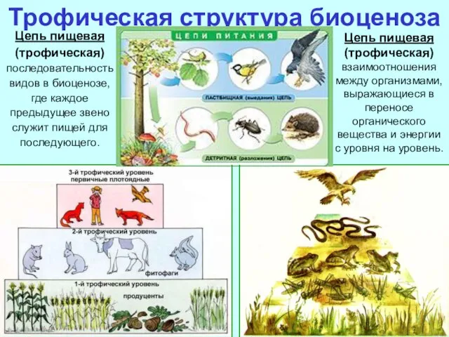 Трофическая структура биоценоза Цепь пищевая (трофическая) последовательность видов в биоценозе, где каждое