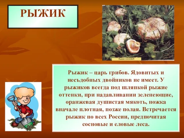 РЫЖИК Рыжик – царь грибов. Ядовитых и несъдобных двойников не имеет. У