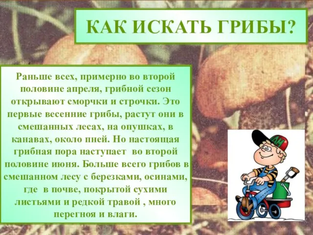 КАК ИСКАТЬ ГРИБЫ? Раньше всех, примерно во второй половине апреля, грибной сезон