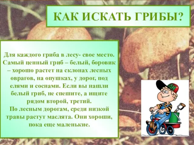 КАК ИСКАТЬ ГРИБЫ? Для каждого гриба в лесу- свое место. Самый ценный