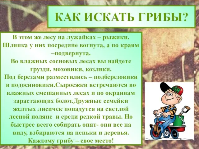 КАК ИСКАТЬ ГРИБЫ? В этом же лесу на лужайках – рыжики. Шляпка