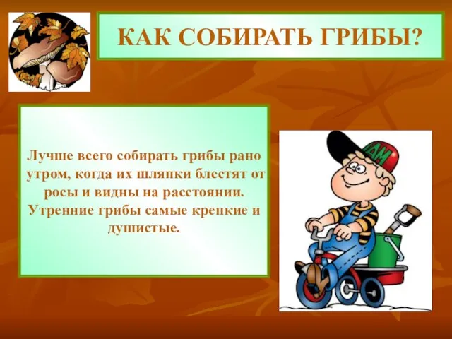 КАК СОБИРАТЬ ГРИБЫ? Лучше всего собирать грибы рано утром, когда их шляпки