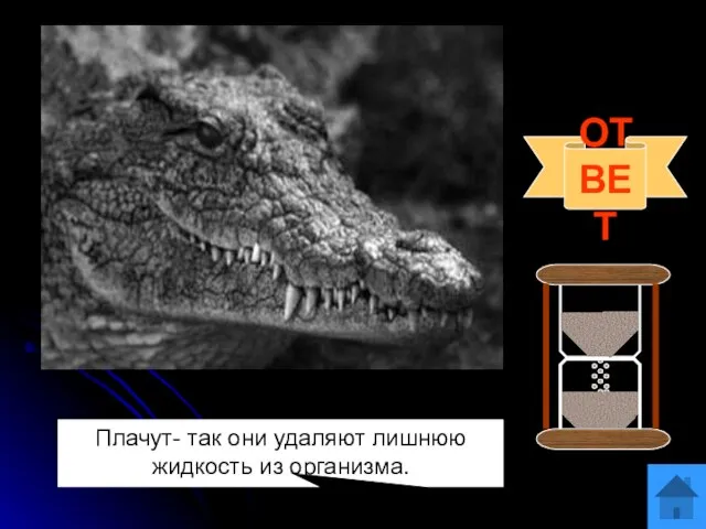 Вопрос 5 Существует выражение «лить крокодиловы слёзы». А плачут ли крокодилы, почему?