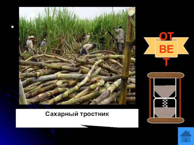 Вопрос 8 Один из воинов Александра Македонского писал об этом растении: «…производил