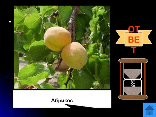 Вопрос 9 В Древнем Риме их называли «невиданно вкусные оранжевые армянские яблоки».