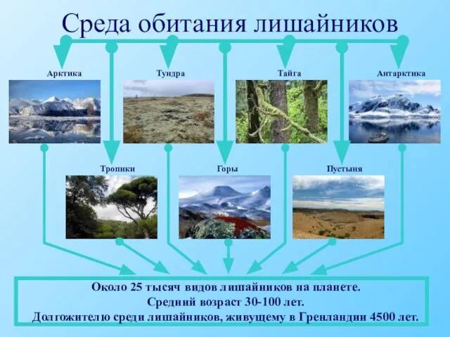 Среда обитания лишайников Арктика Тундра Тайга Антарктика Пустыня Горы Тропики Около 25