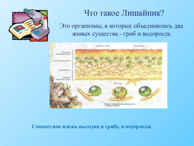 Что такое Лишайник? Это организмы, в которых объединились два живых существа -