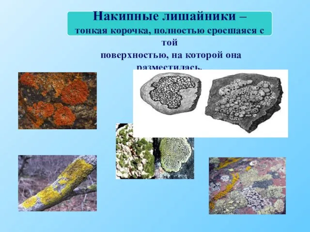 Накипные лишайники – тонкая корочка, полностью сросшаяся с той поверхностью, на которой она разместилась.