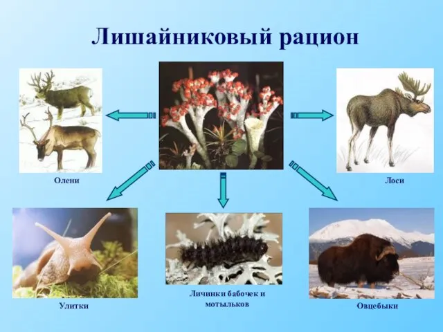 Лишайниковый рацион Олени Лоси Улитки Личинки бабочек и мотыльков Овцебыки