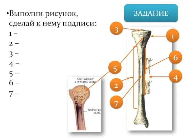 ЗАДАНИЕ Выполни рисунок, сделай к нему подписи: 1 – 2 – 3