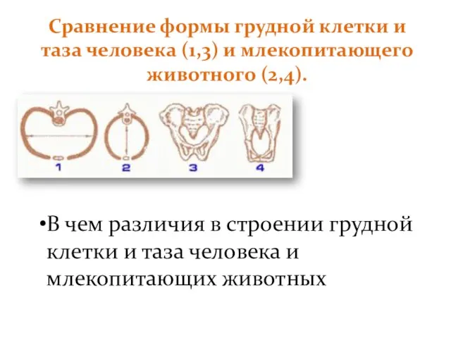 Сравнение формы грудной клетки и таза человека (1,3) и млекопитающего животного (2,4).