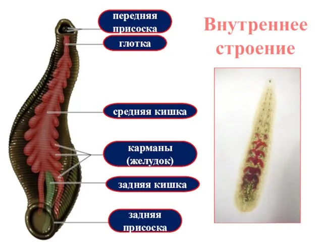 передняя присоска задняя присоска глотка средняя кишка задняя кишка карманы (желудок) Внутреннее строение