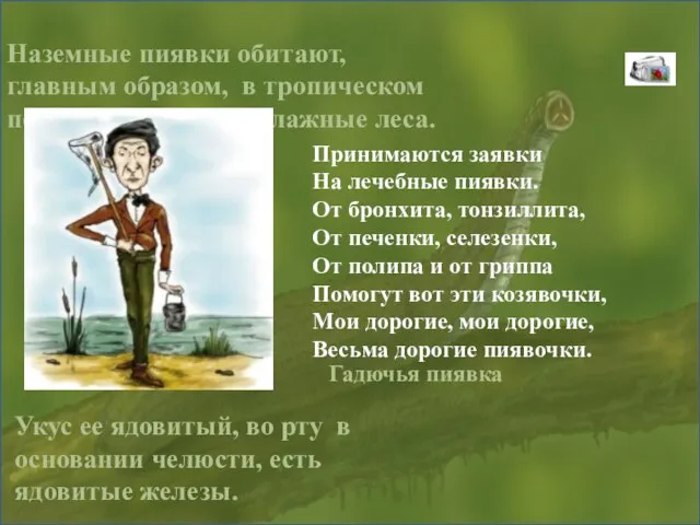 Наземные пиявки обитают, главным образом, в тропическом поясе, где населяют влажные леса.